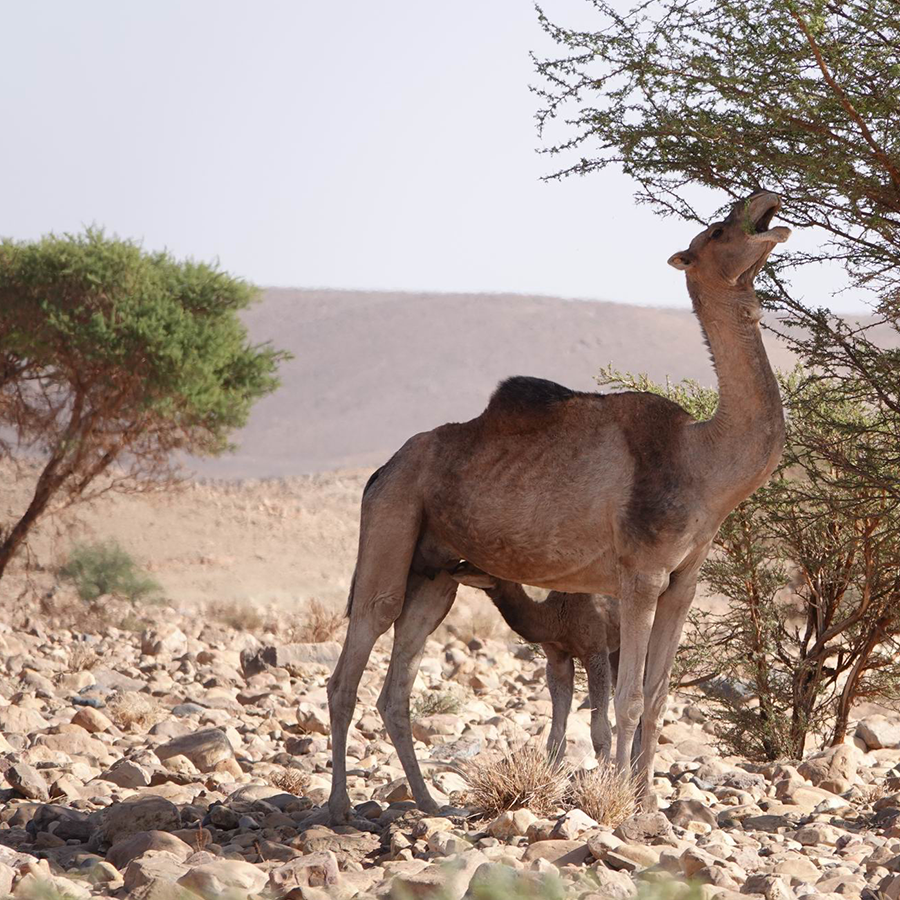 Noble Explorer travellers in Morocco