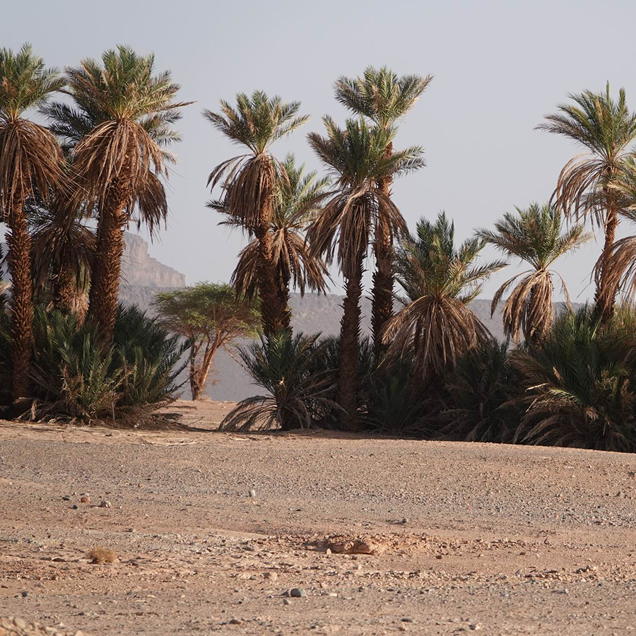 Noble Explorer travellers in Morocco